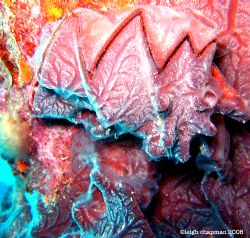 "Sawtooth" clam. Super macro. World War II Iro Maru shipw... by Leigh Chapman 